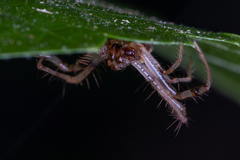Verrucosa arenata