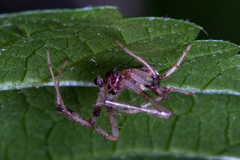 Verrucosa arenata