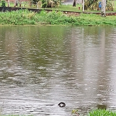 Nannopterum brasilianum