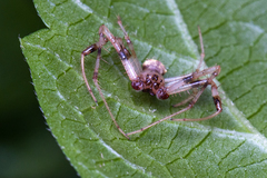 Verrucosa arenata