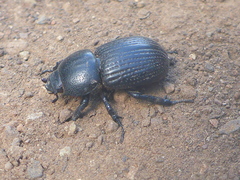 Archophileurus cribrosus