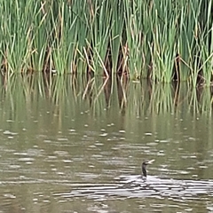 Nannopterum brasilianum