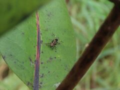 Cratichneumon