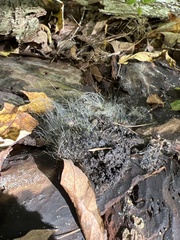 Phycomyces