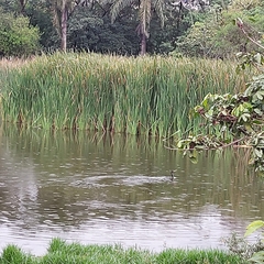 Nannopterum brasilianum