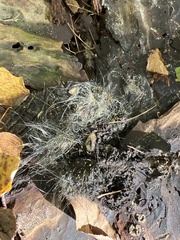 Phycomyces