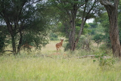 Alcelaphus buselaphus cokii
