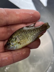 Lepomis macrochirus × cyanellus