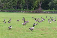 Branta canadensis