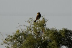Emberiza hortulana