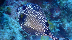 Lactophrys triqueter