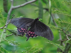 Heraclides rogeri pharnaces