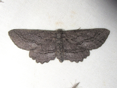 Aethaloida packardaria