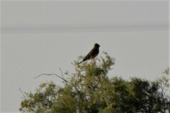Emberiza hortulana