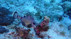 Lactophrys triqueter