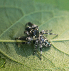 Phidippus otiosus