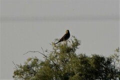 Emberiza hortulana