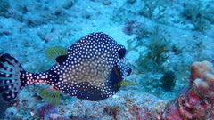 Lactophrys triqueter