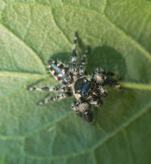 Phidippus otiosus