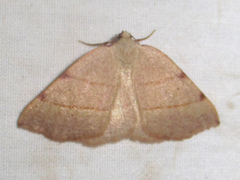 Drepanulatrix bifilata