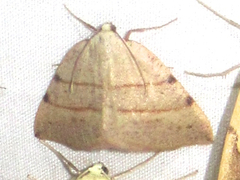 Drepanulatrix bifilata
