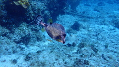 Lactophrys triqueter