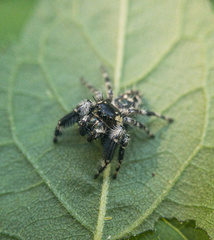 Phidippus otiosus