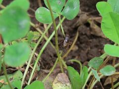 Allonemobius fasciatus