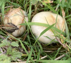 Stropharia pseudocyanea