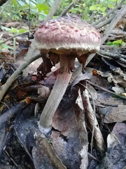 Boletellus