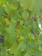 Celastrus orbiculatus