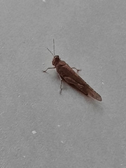 Sphingonotus rubescens