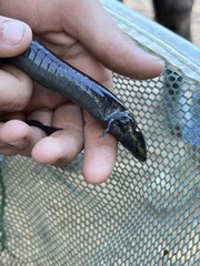 Siren intermedia