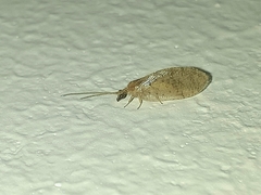 Hemerobius