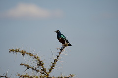 Lamprotornis superbus