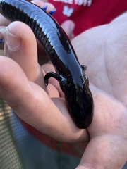 Siren intermedia