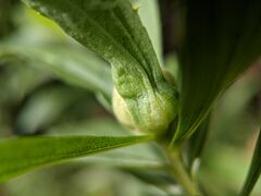 Dasineura folliculi gall