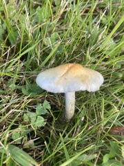 Stropharia pseudocyanea