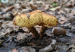 Pholiota