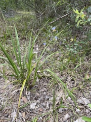 Dianella rara