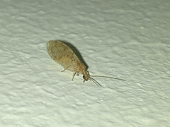 Hemerobius