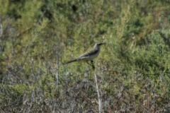 Motacilla flava feldegg