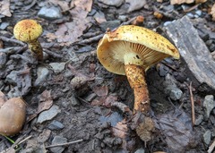 Pholiota