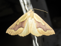 Sabulodes edwardsata