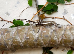 Neoptychodes trilineatus