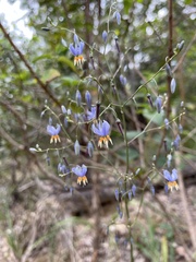 Dianella rara