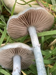 Stropharia pseudocyanea