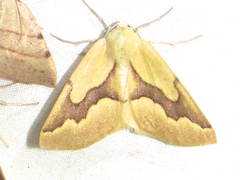 Sabulodes edwardsata