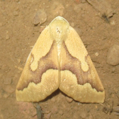 Sabulodes edwardsata