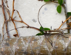 Neoptychodes trilineatus